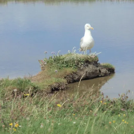 Apartament Haus-halligblick-ferienwohnung-pellworm *