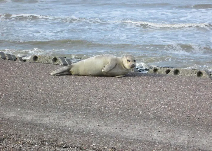 Haus-halligblick-ferienwohnung-pellworm Appartement *